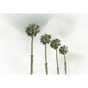 Umelecká fotografia Coastal Palm Trees | Vintage, Melanie Viola