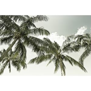 Umelecká fotografia Vintage Palm Trees, Melanie Viola