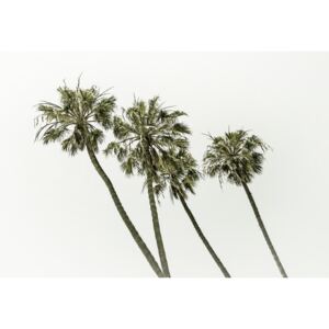 Umelecká fotografia Palm trees by the sea | Vintage, Melanie Viola
