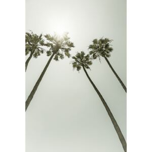 Umelecká fotografia Palm Trees in the sun | Vintage, Melanie Viola