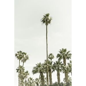 Umelecká fotografia Vintage palm tree paradise, Melanie Viola