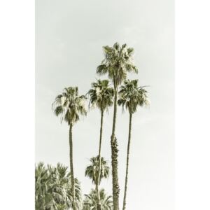 Umelecká fotografia Palm Trees Summertime | Vintage, Melanie Viola