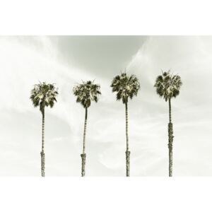 Umelecká fotografia Minimalist Palm Trees | Vintage, Melanie Viola