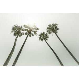 Umelecká fotografia Vintage palm trees in the sun, Melanie Viola