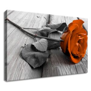 Gario Obraz na plátne Nádherná ruža Rozmery (š x v): 60 x 40 cm