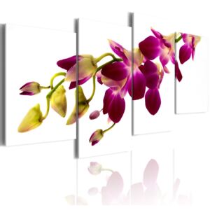 Obraz na plátne Bimago - Orchid's glow 80x45