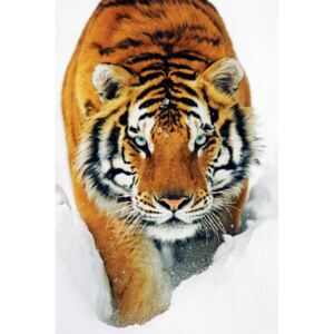 Plagát, Obraz - Tiger, (61 x 91.5 cm)