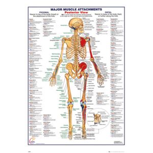 Plagát, Obraz - Ľudské telo - Major Muscle Attachments Posterior, (61 x 91,5 cm)