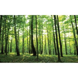 Fototapeta, Tapeta Les, stromy, príroda, (152.5 x 104 cm)