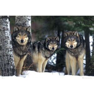 Plagát, Obraz - Wolves - 3 wolves, (91,5 x 61 cm)
