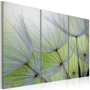 Obraz na plátne - Dandelions on the meadow 120x80 cm