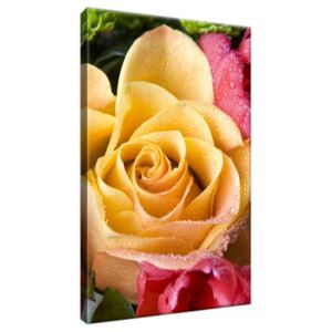Obraz na plátne Zarosená ruža a kvety 20x30cm 1741A_1S