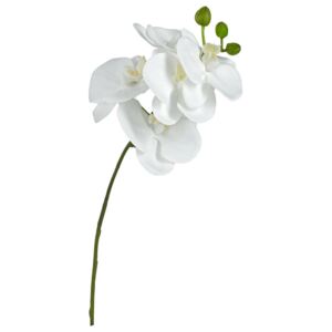 UMELÝ KVET, orchidea
