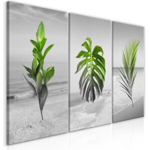 Obraz - Plants (Collection) 60x30