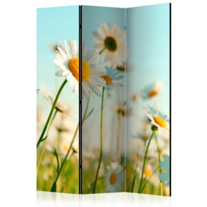 Paraván - Daisies - spring meadow [Room Dividers] 135x172