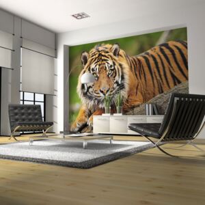 Fototapeta - Sumatran tiger 200x154 cm