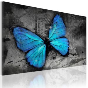 Obraz na plátne Bimago - The study of butterfly 90x60 cm