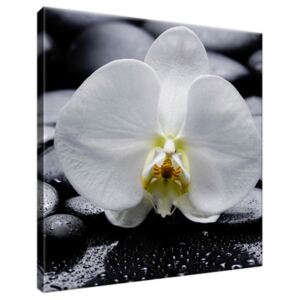 Obraz na plátne Tajomná orchidea a čierne kamene 30x30cm 1708A_1AI