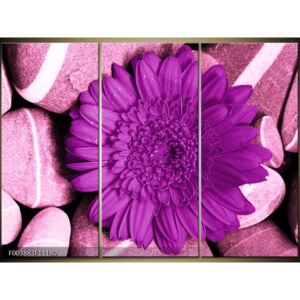 Moderné obrazy - kvety (F003883F11180)
