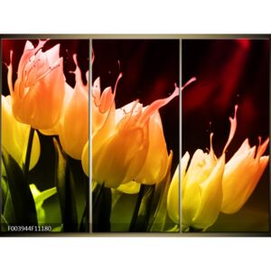 Moderné obrazy - kvety (F003944F11180)