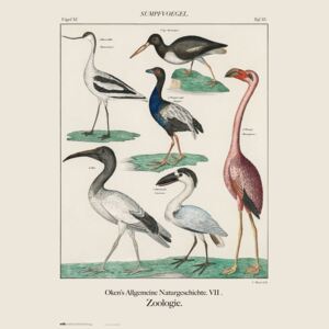 Plagát, Obraz - Vintage Birds, (61 x 91.5 cm)