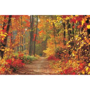 Fototapeta Forest in fall papier 254 x 184 cm