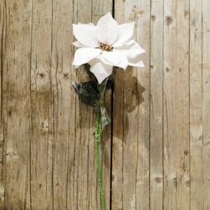 Vianočná ruža poinsettia omrznutá biela 75cm