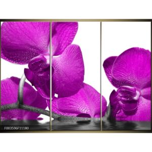 Moderné obrazy - kvety (F003596F11180)