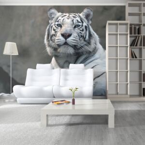 Fototapeta Bimago - Bengálský tygr v zoo + lepidlo zadarmo 450x270 cm