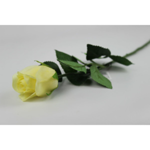 Svetložltá ruža na stonke s listami