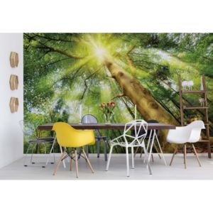 Fototapeta - Sunshine Trees In The Forest Vliesová tapeta - 250x104 cm