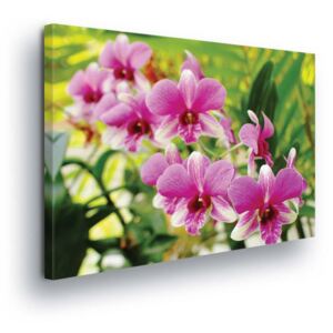 Obraz na plátne - Fuchsia Flowers 80x60 cm