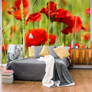 Fototapeta - Cereal field with poppies 250x193 cm
