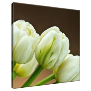 Obraz na plátne Očarujúce biele tulipány 30x30cm 1257A_1AI
