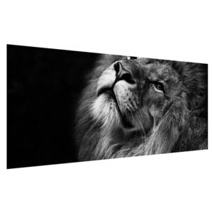 Čiernobiely obraz leva (120x50 cm)