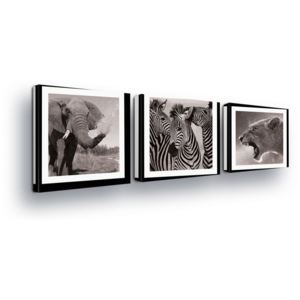 Obraz na plátne - Black and White, Animal Trio II 3 x 25x25 cm
