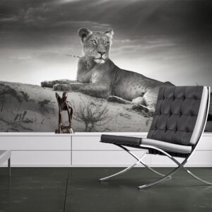 Fototapeta - Black and white lioness 200x154 cm