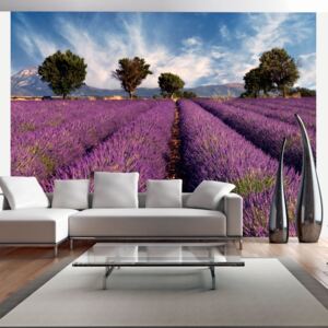 Fototapeta - Lavender field in Provence, France 200x154 cm