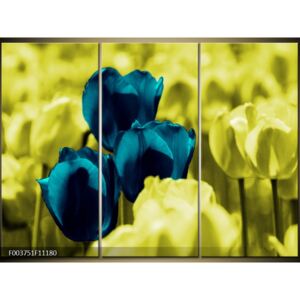 Moderné obrazy - kvety (F003751F11180)