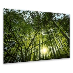 Obraz na skle Styler - Green Forest 120x80 cm
