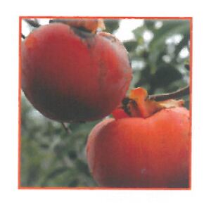 Ovocný strom hurmikaki "Rosso Brillante" (diospyros kaki)