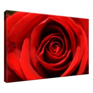 Obraz na plátne Kvet červenej ruže 30x20cm 280A_1T