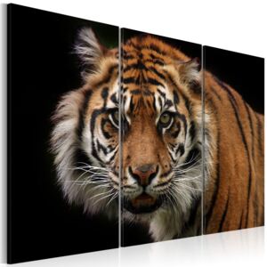 Obraz na plátne - Divoký tygr 60x40 cm