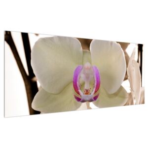 Obraz kvetov orchidee (120x50 cm)