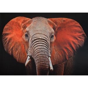 Falc Obraz na plátne - Slon Indický, 50x70 cm
