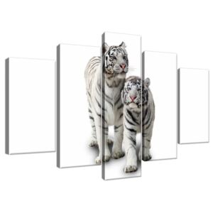 Obraz na plátne Biele tigre 100x63cm 1270A_5D