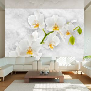 Fototapeta - Lyrical orchid - White 350x245 cm