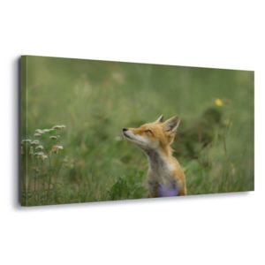 Obraz na plátne - Fox Meadow 60x40 cm