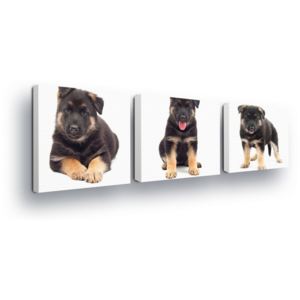 Obraz na plátne - Black-brown puppy 3 x 25x25 cm