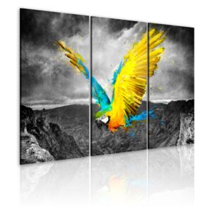 Obraz na plátne - Bird-of-paradise 60x40 cm